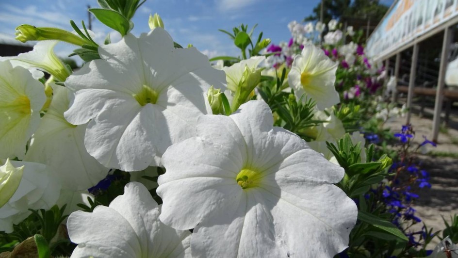 Солнечное лето