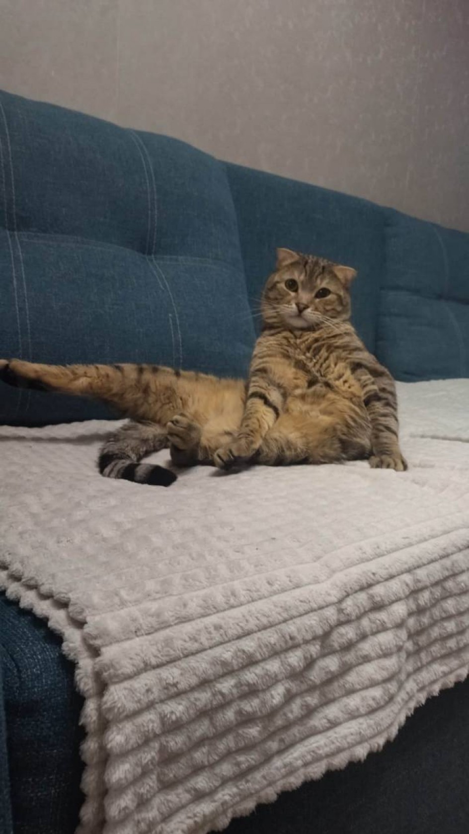 Мой любимый кот