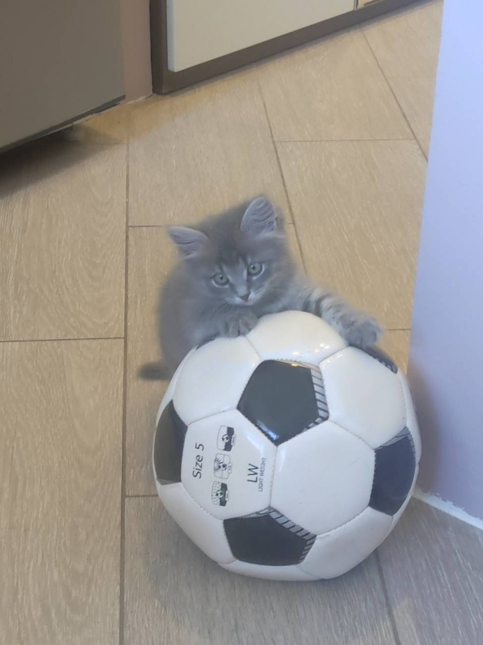 Кот-футболист