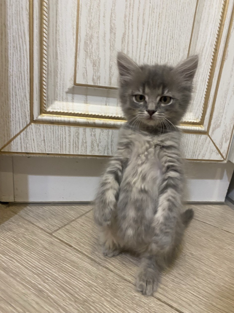 Серьезный котёнок