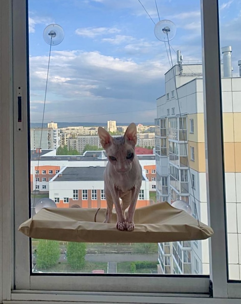 Любимый кот