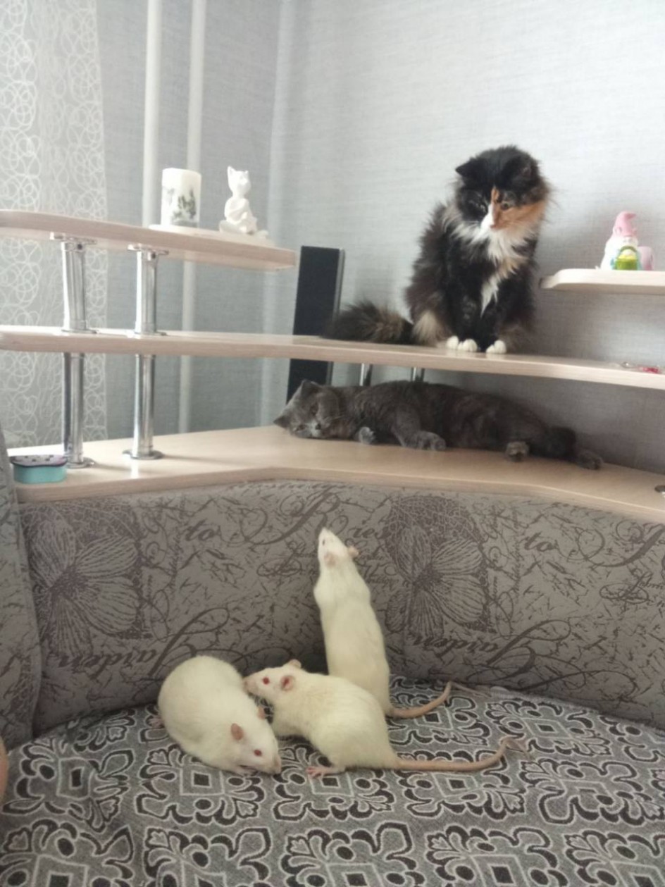 Мир, дружба!