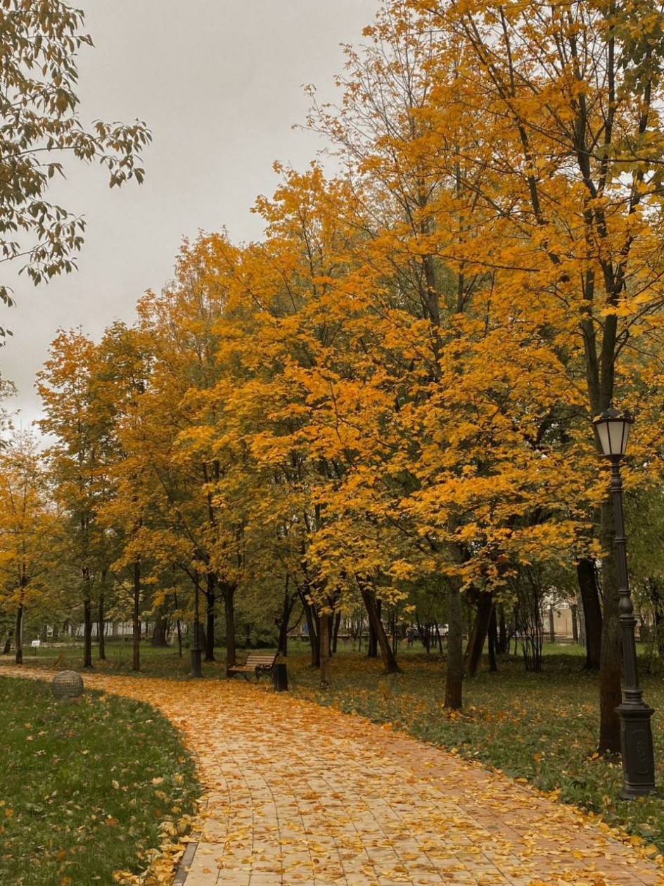Лесов таинственная сень