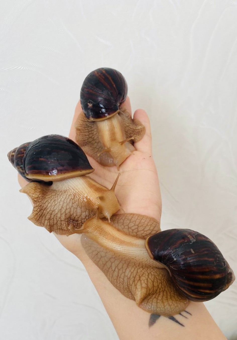 Мои улитки