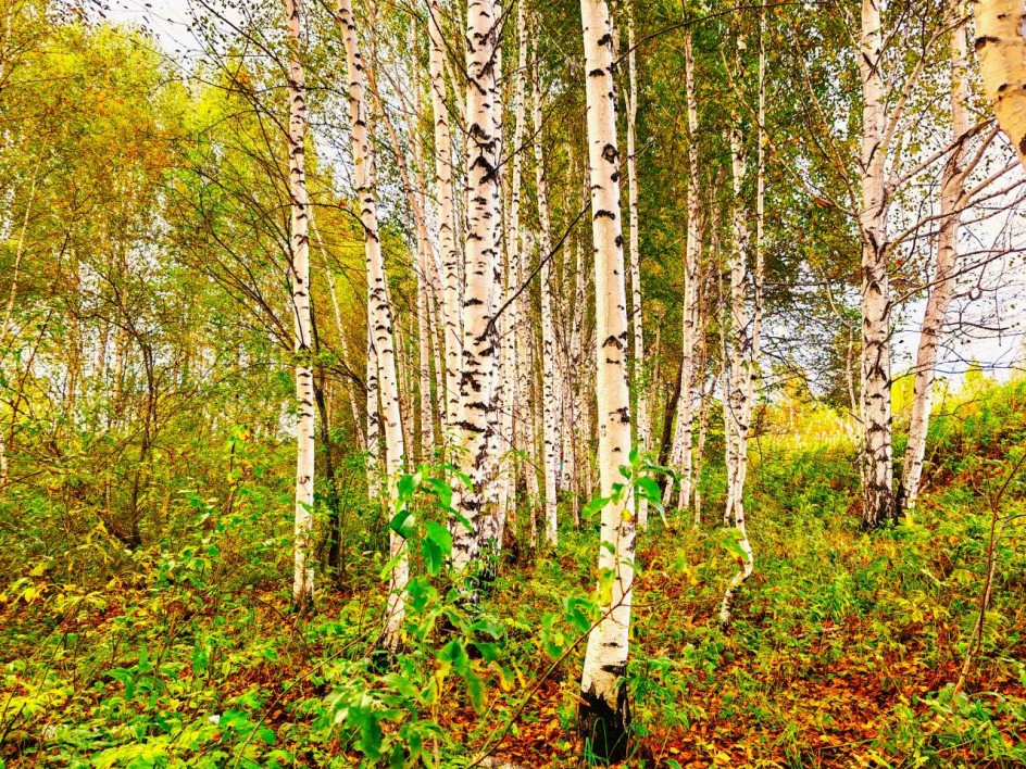 Осенний лес