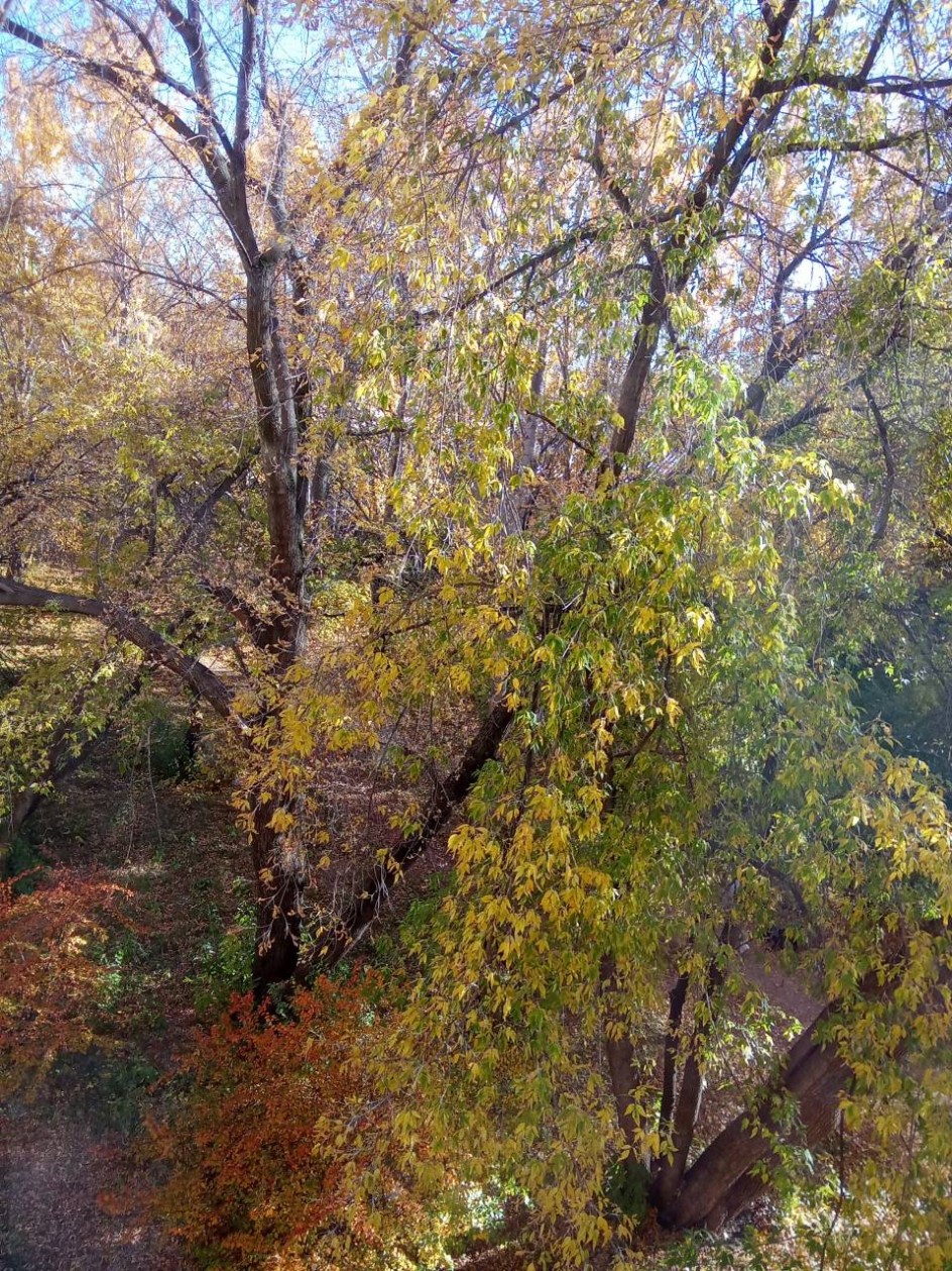 Краски осени