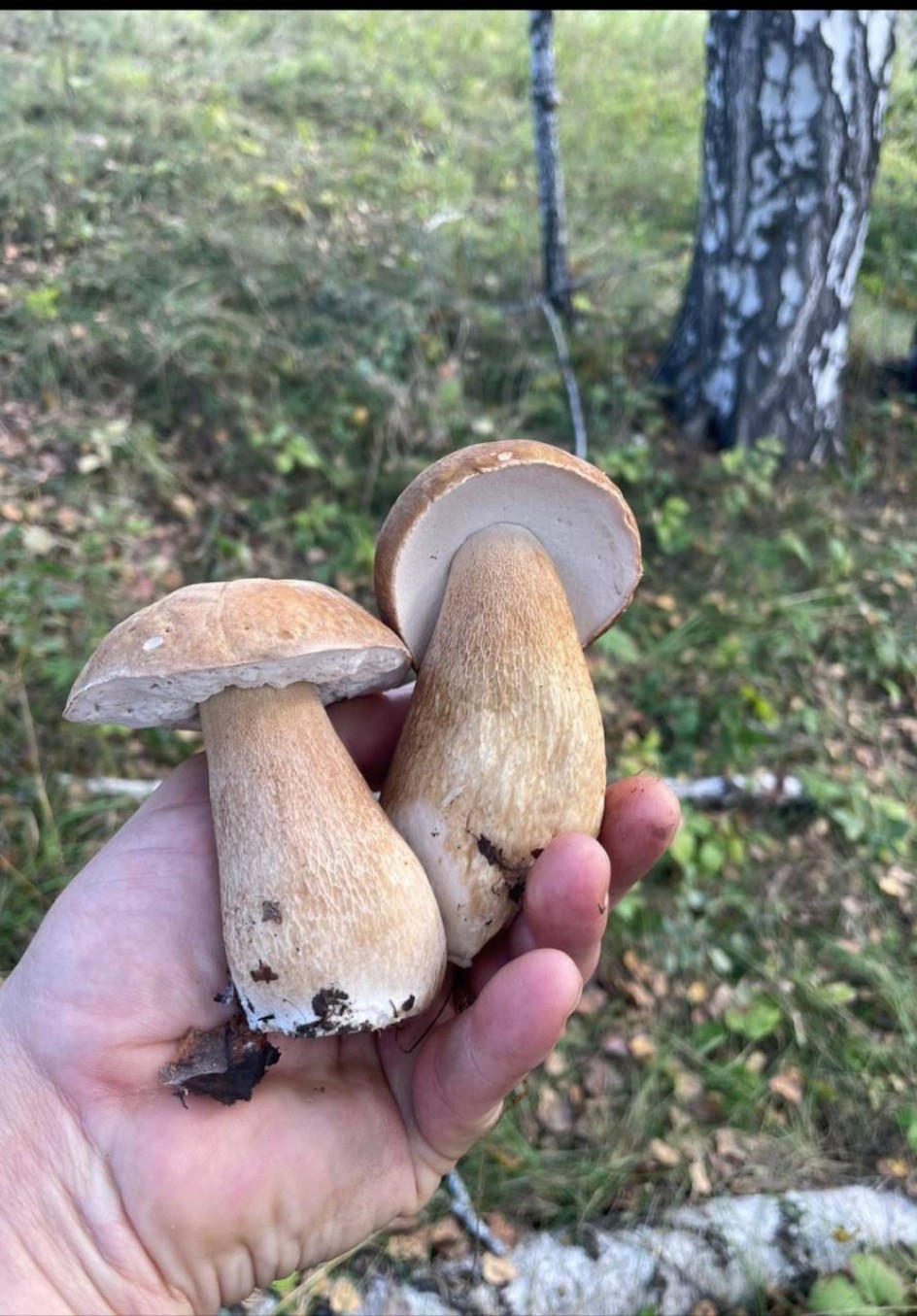 Крепкая парочка