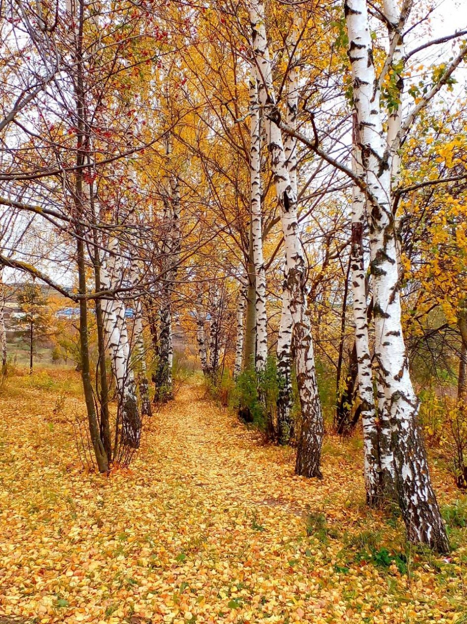 Оттенки осени