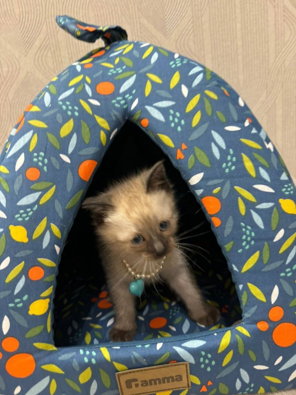Котёнок Дуся