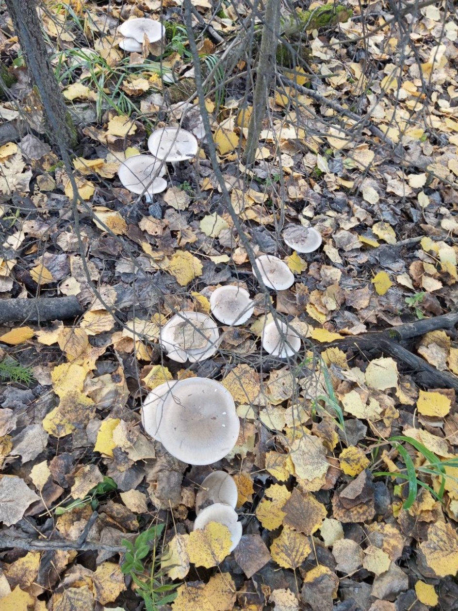 Дорожка из грибов