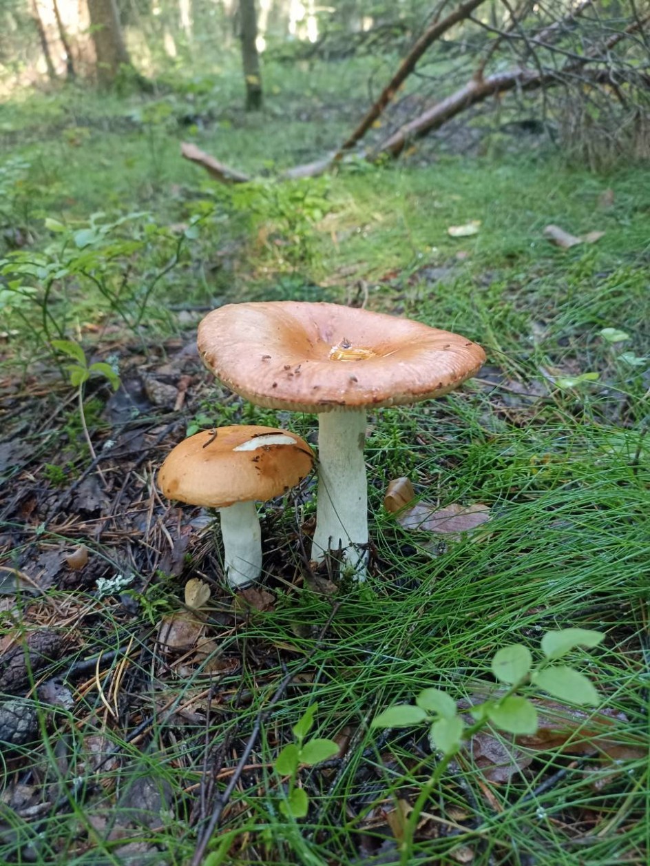 По грибы