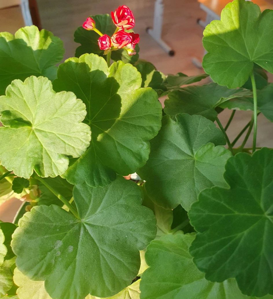 Красавица герань