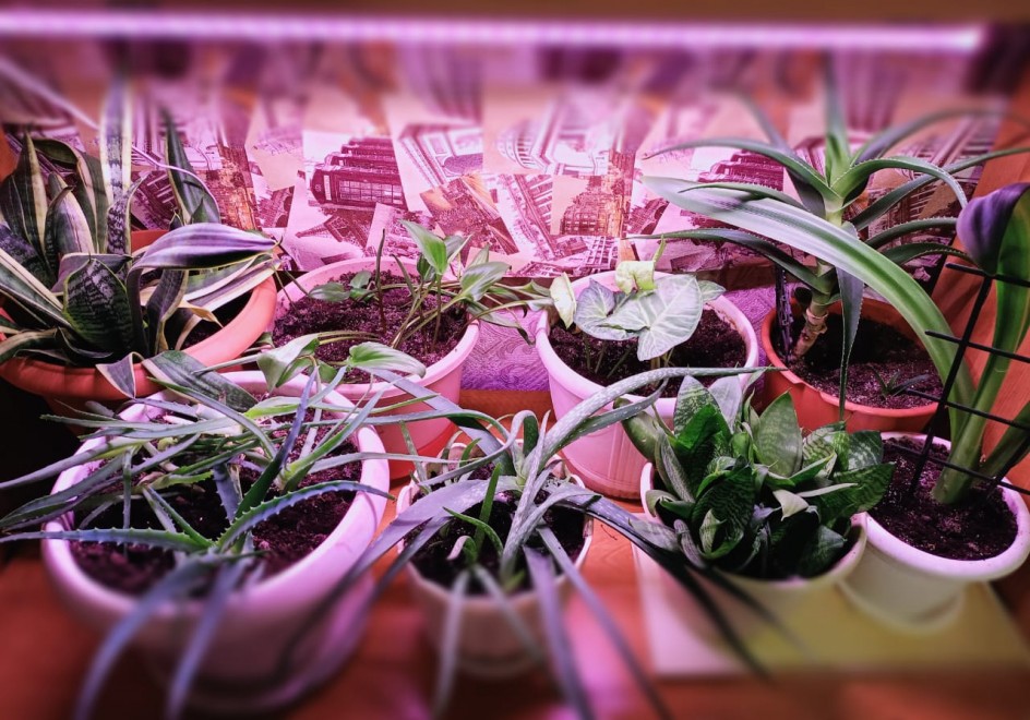 Цветы- радость