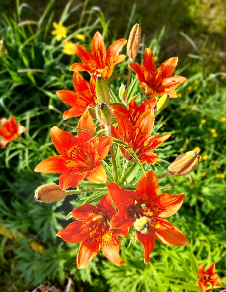 Цветущая Якутия