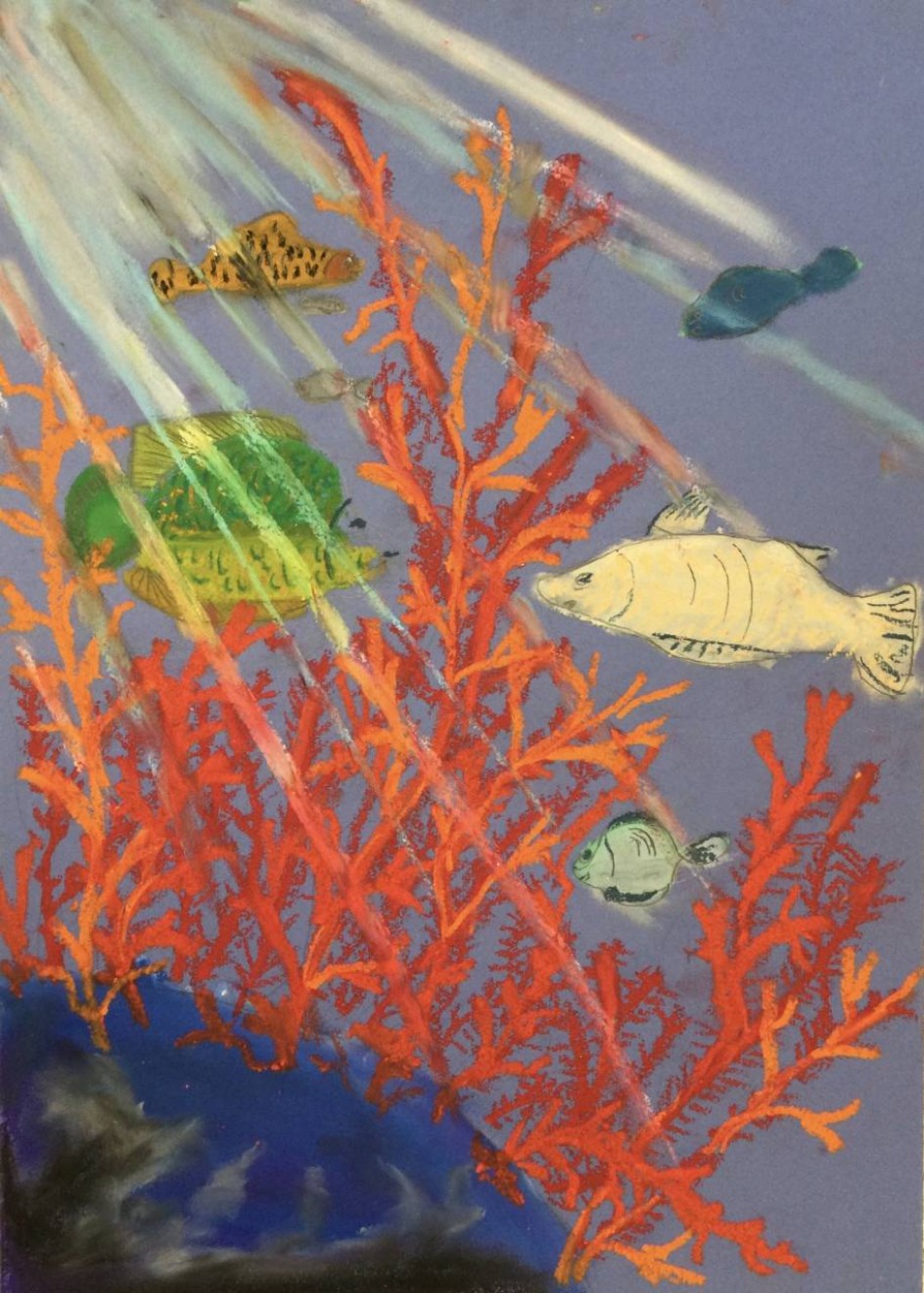 Коралловые рифы