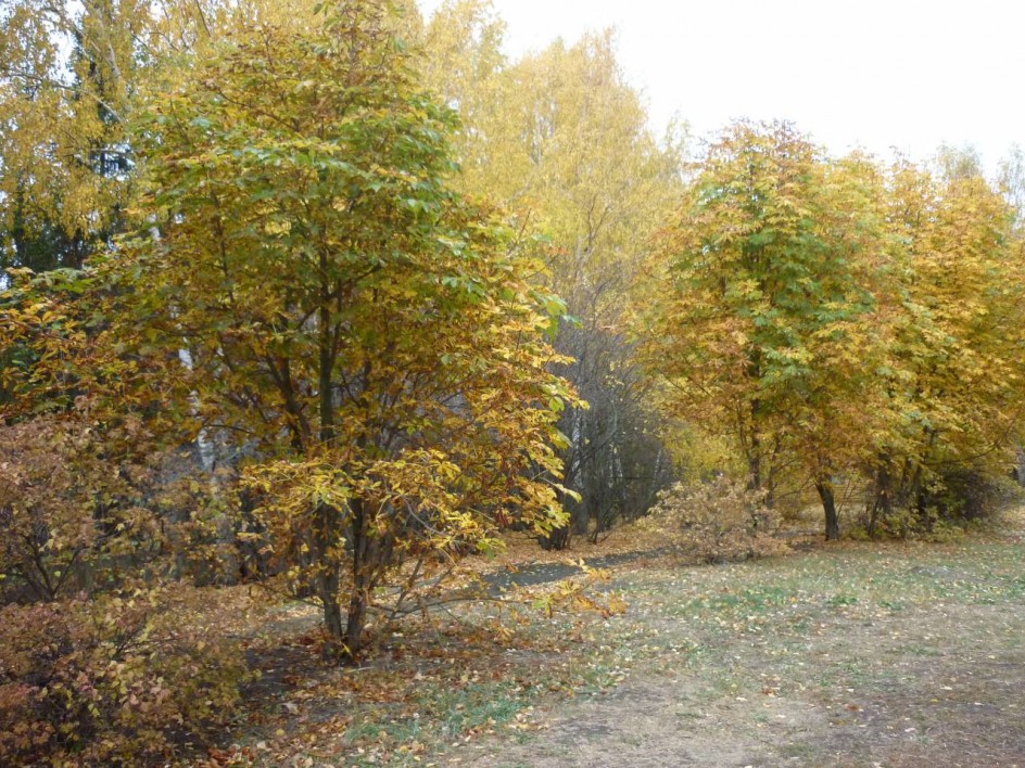 Тихая осень