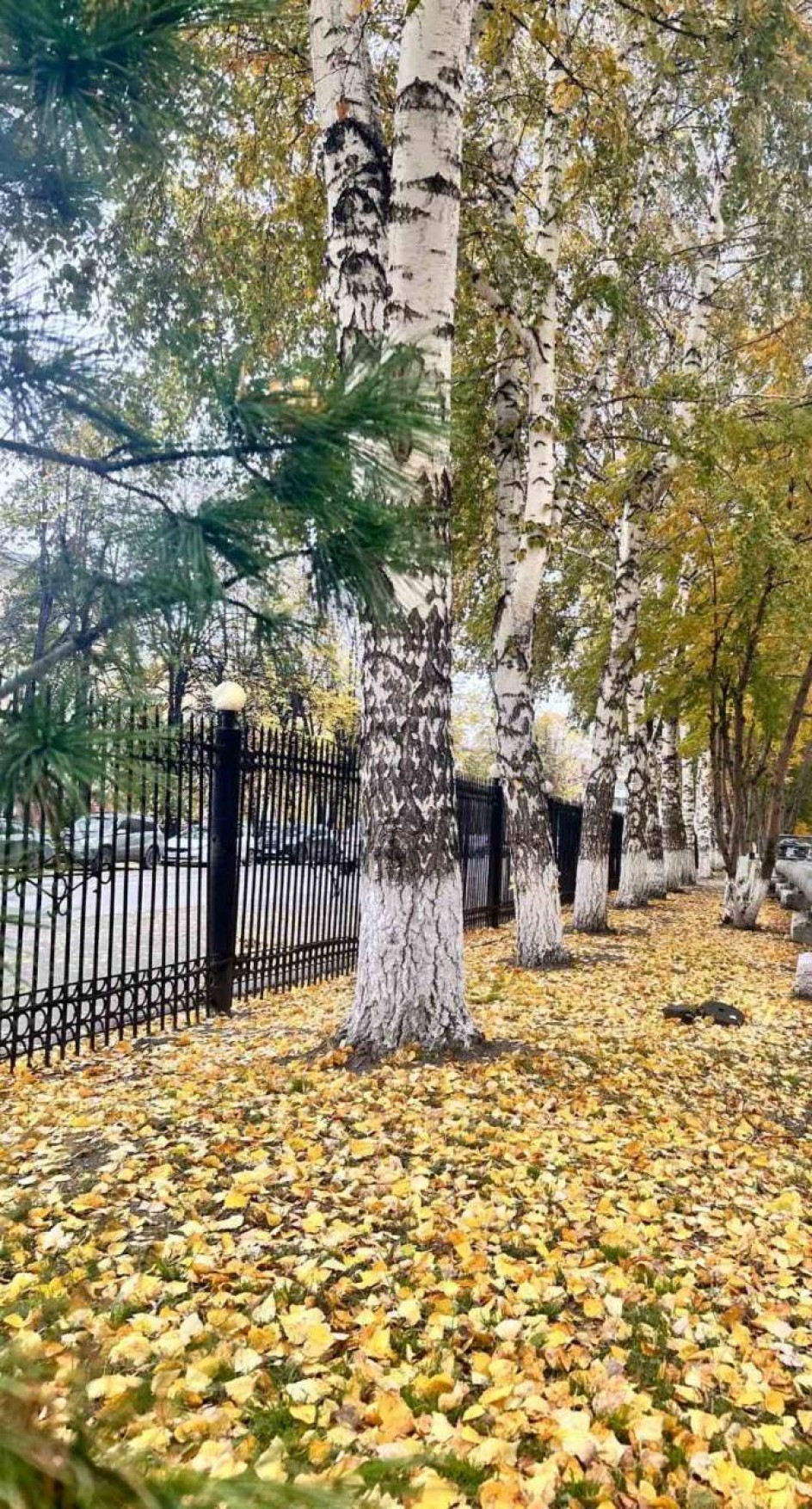Листья под ногами
