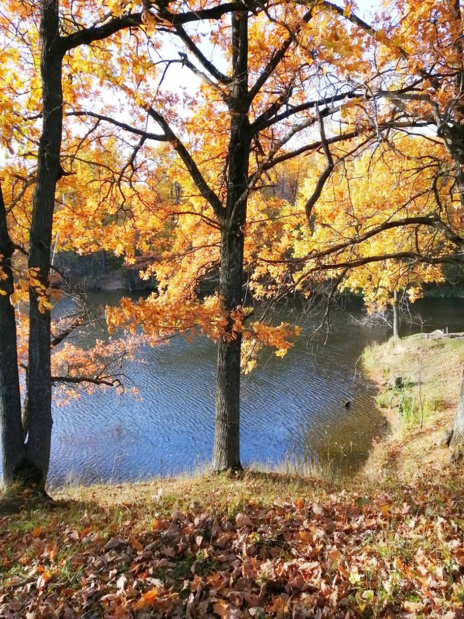Красавица осень