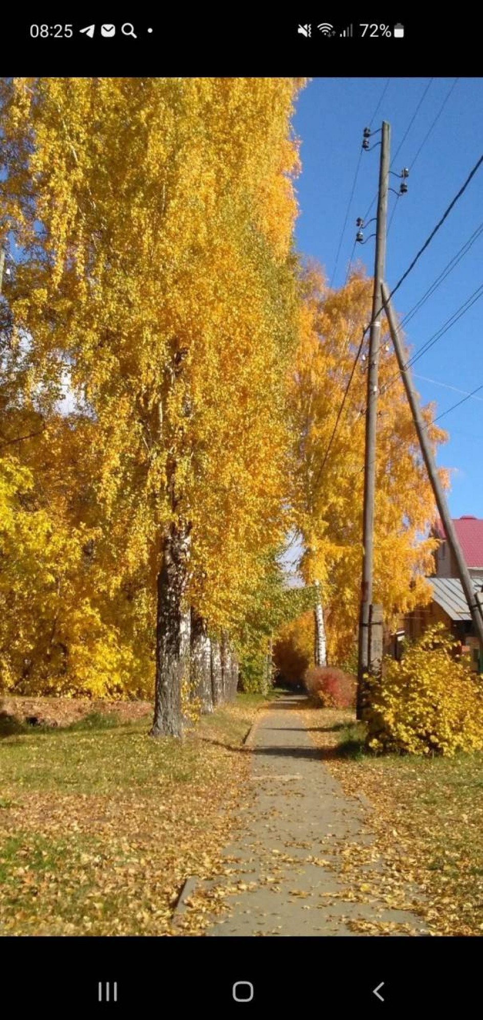 "Золотая осень в нашем городе"