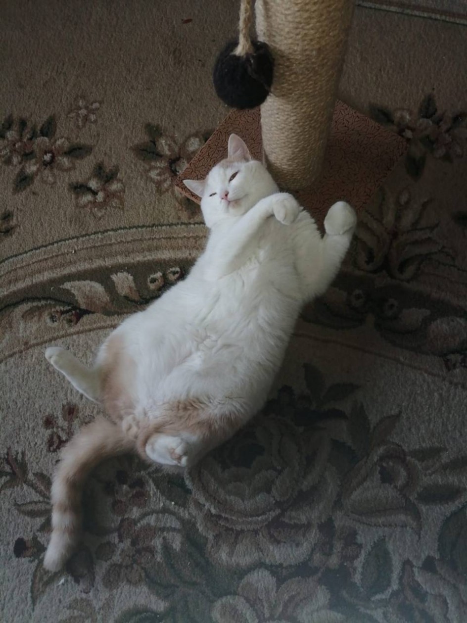 Бим отдыхает!