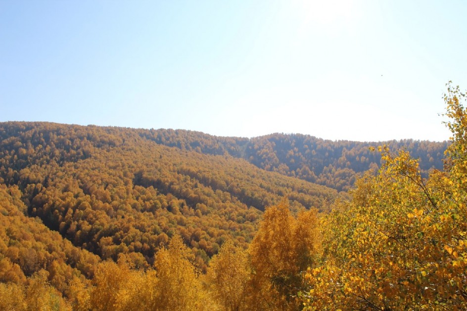 Осенний лес