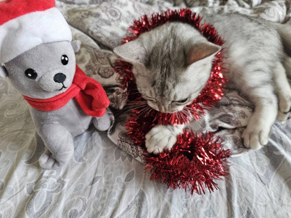 Мой котенок ждёт первый её новый год