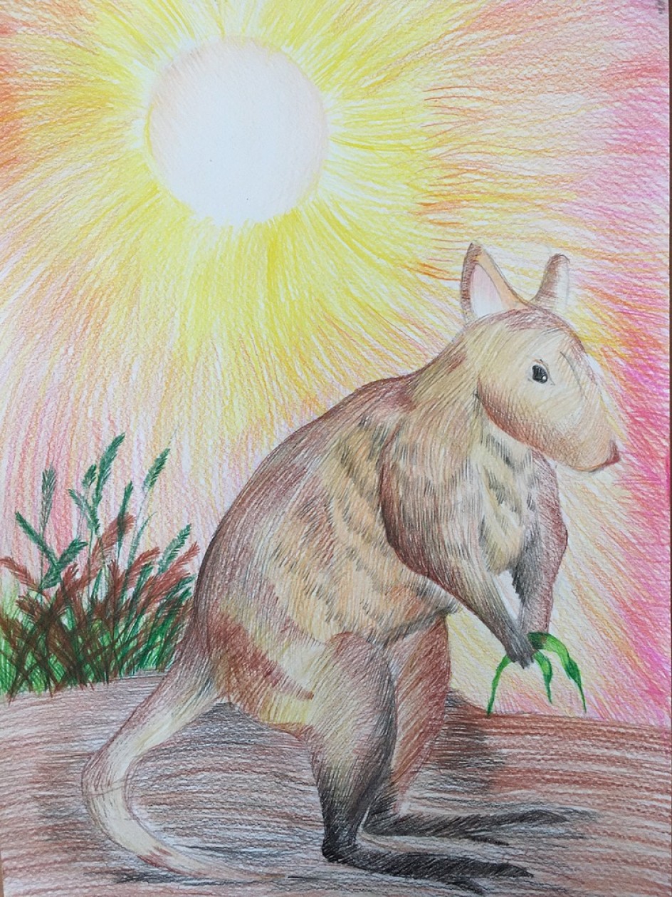 "Кенгуру"