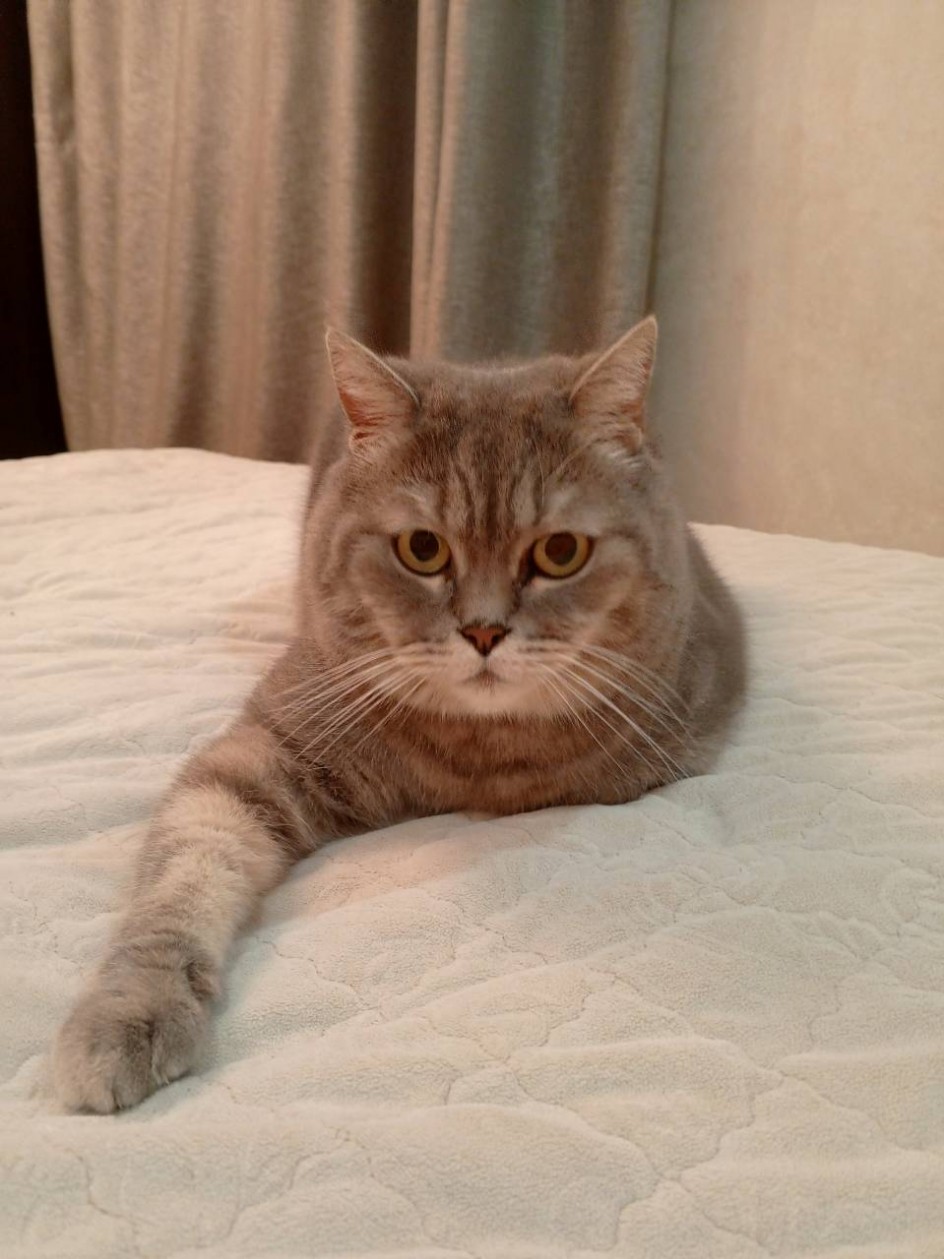 Без кота и жизнь не та