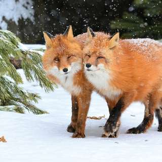 Всероссийский конкурс детско-юношеского творчества «В ЦАРСТВЕ ЗИМЫ: ЖИЗНЬ ЗВЕРЕЙ И ПТИЦ»
