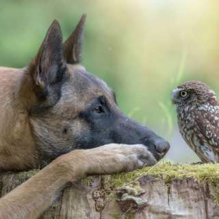 Всероссийский конкурс анималистических работ «ЛАПЫ, ХВОСТЫ И КРЫЛЬЯ» 