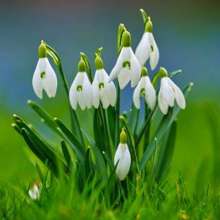 Международный конкурс детского творчества к Дню подснежника «ВЕСЕННИЕ ПЕРВОЦВЕТЫ»