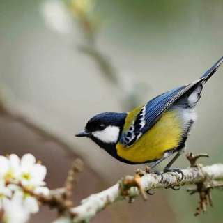 Международный творческий конкурс, посвященный Дню птиц «ВСТРЕЧАЙ ЛЮБОВЬЮ ПТИЧЬИ СТАИ …»